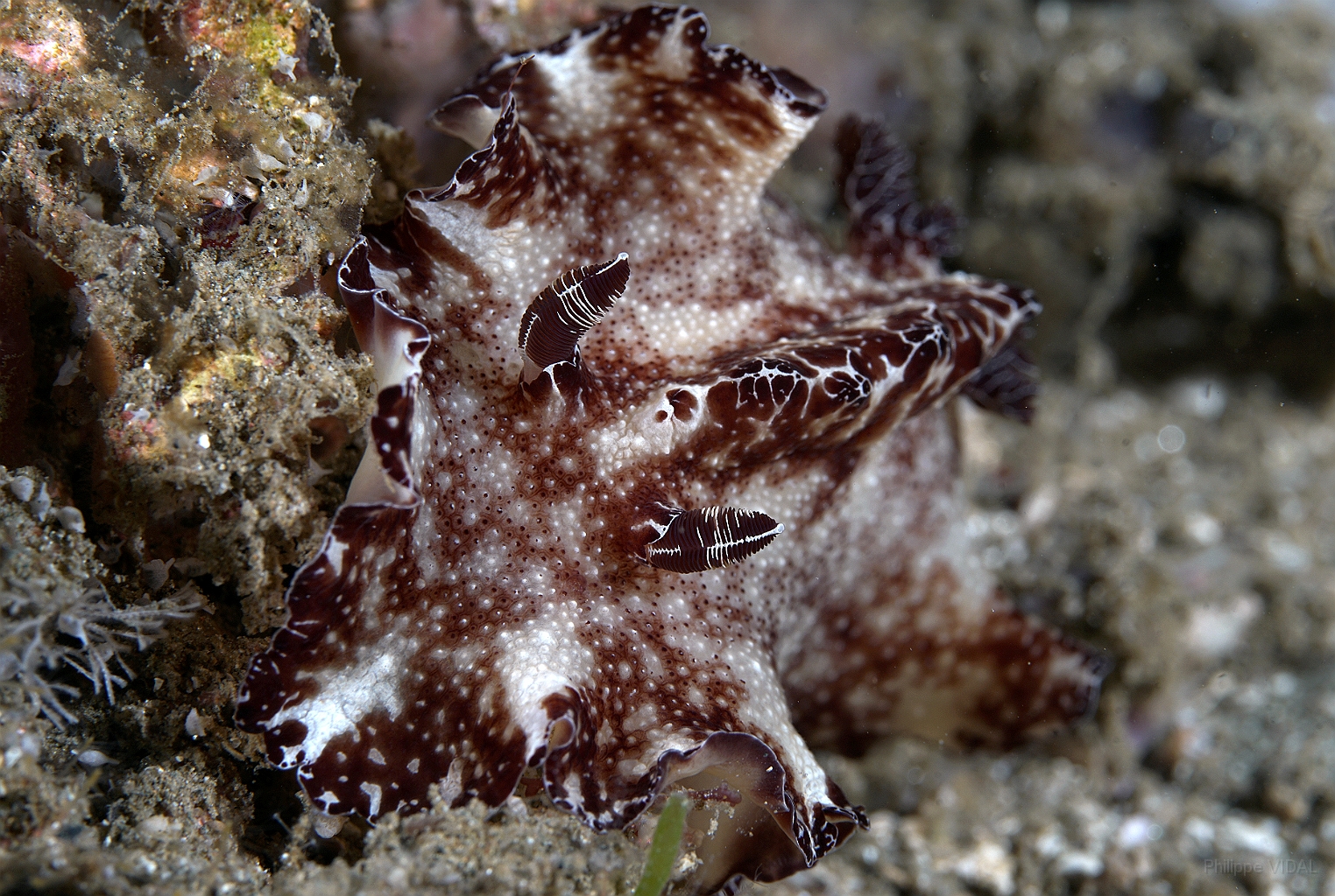 Banda Sea 2018 - DSC05625_rc - Flatworm discodoris -  - Discodoris boholiensis.jpg